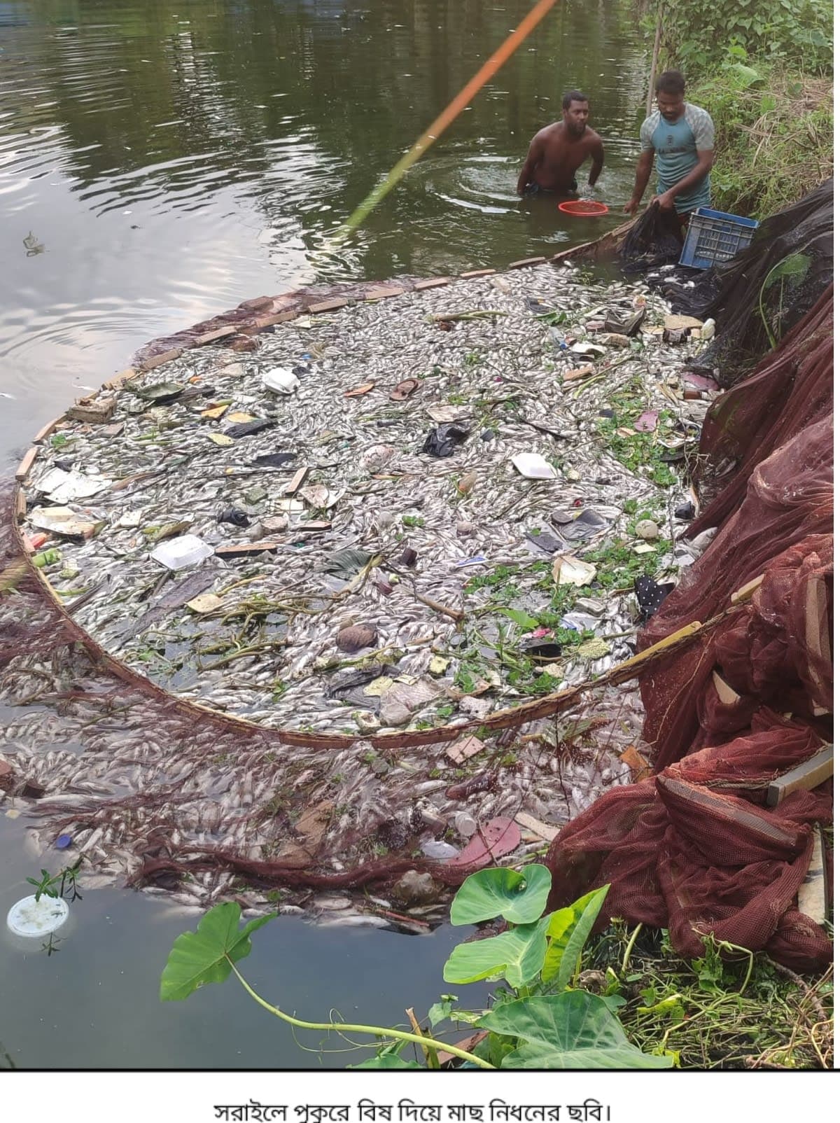 সরাইলে পুকুরে বিষ প্রয়োগে মাছ নিধনের অভিযোগ